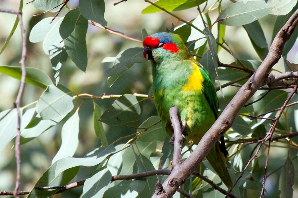 Musk Lorikeet (Glossopsitta concinna)